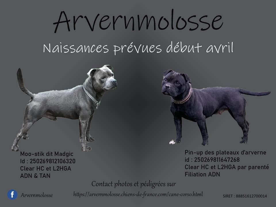 Arvernmolosse - MARIAGE EN COURS 