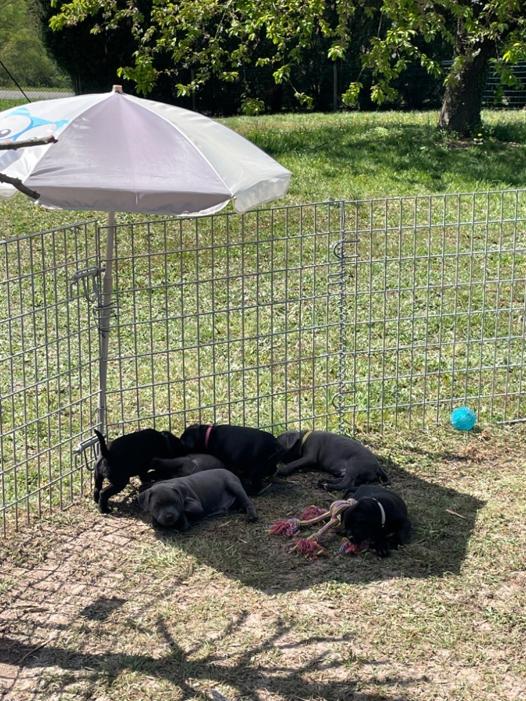 Arvernmolosse - Trop chaud aujourd?hui, petite sieste sous le parasol 