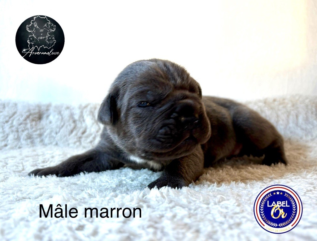 Arvernmolosse - Chiot disponible  - Cane Corso