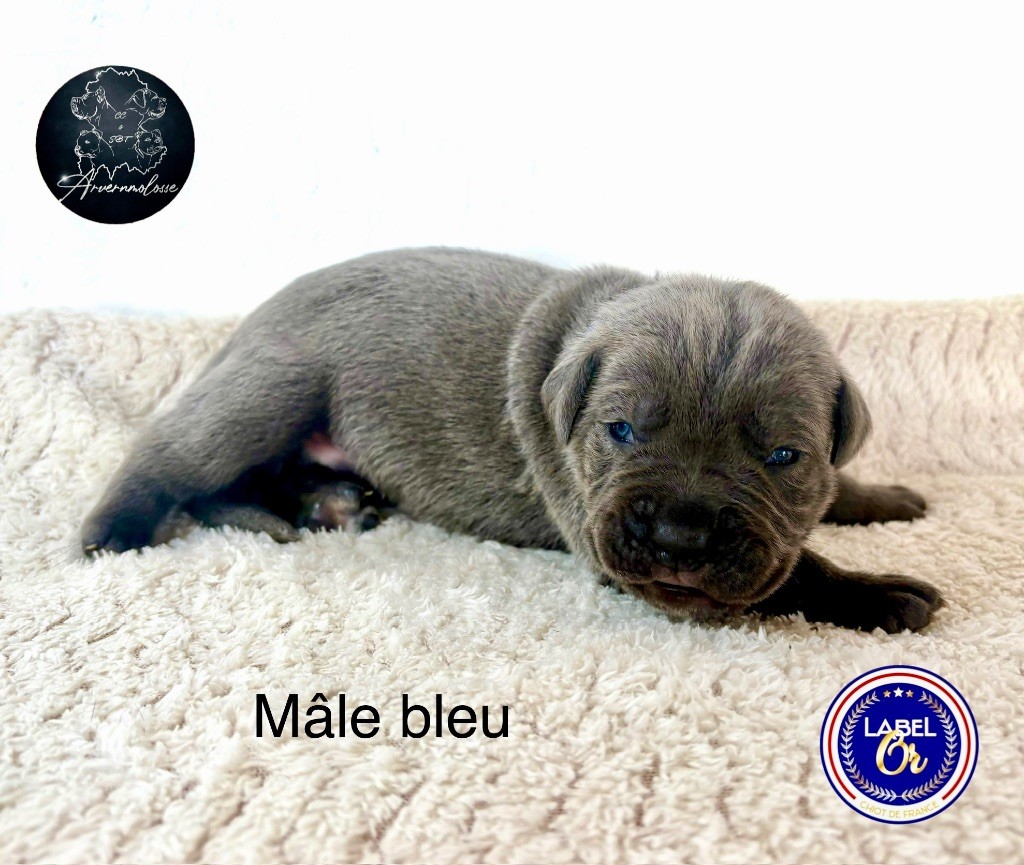 Arvernmolosse - Chiot disponible  - Cane Corso