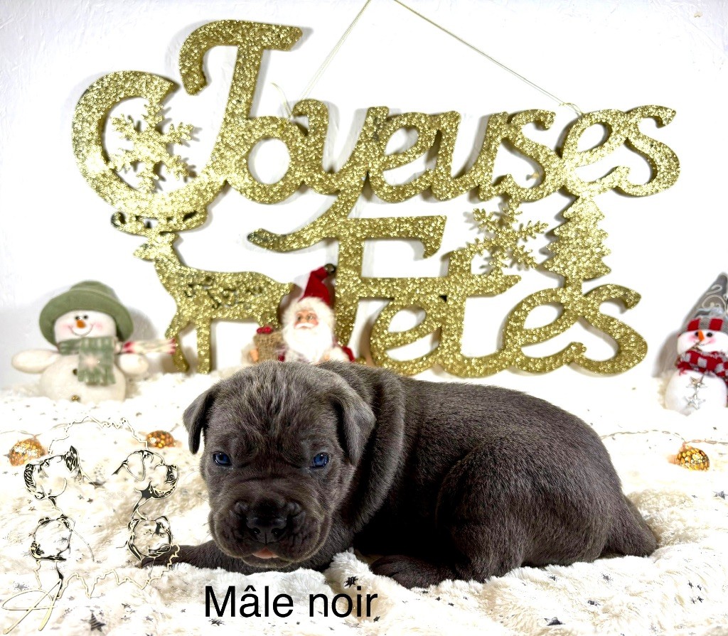 Arvernmolosse - Chiot disponible  - Cane Corso