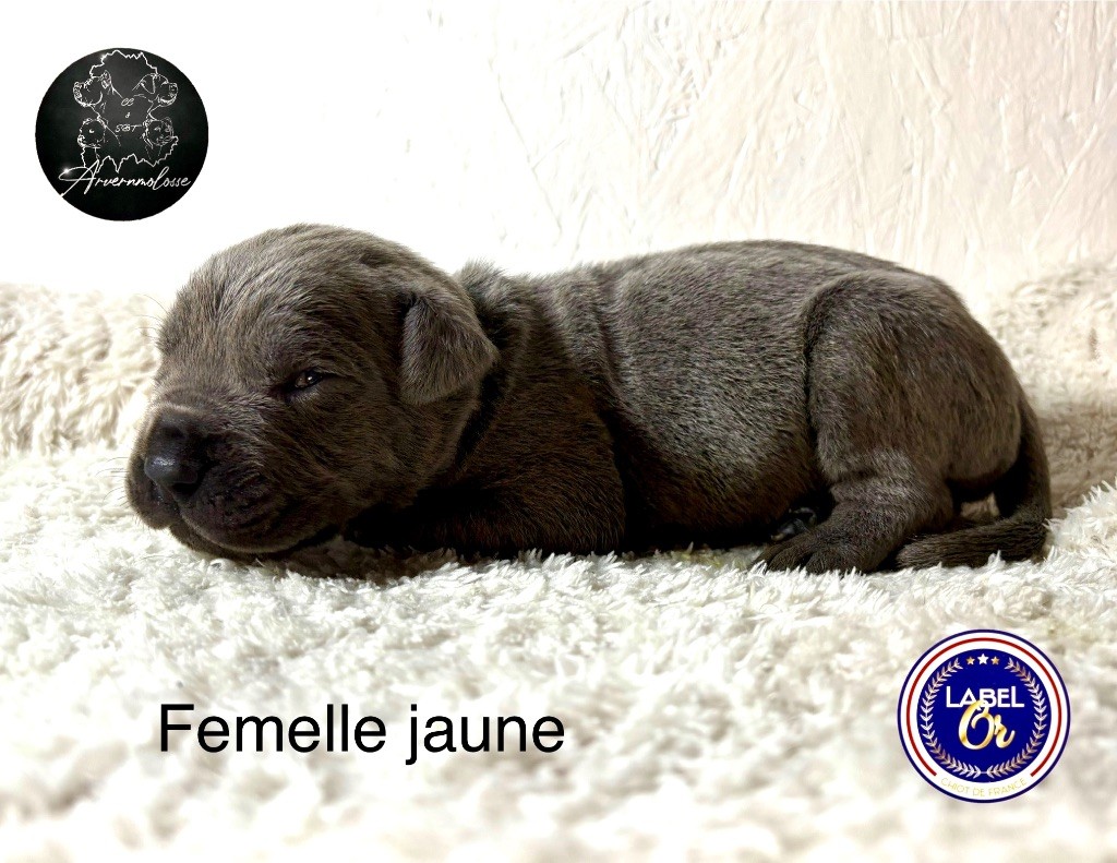 Arvernmolosse - Chiot disponible  - Cane Corso