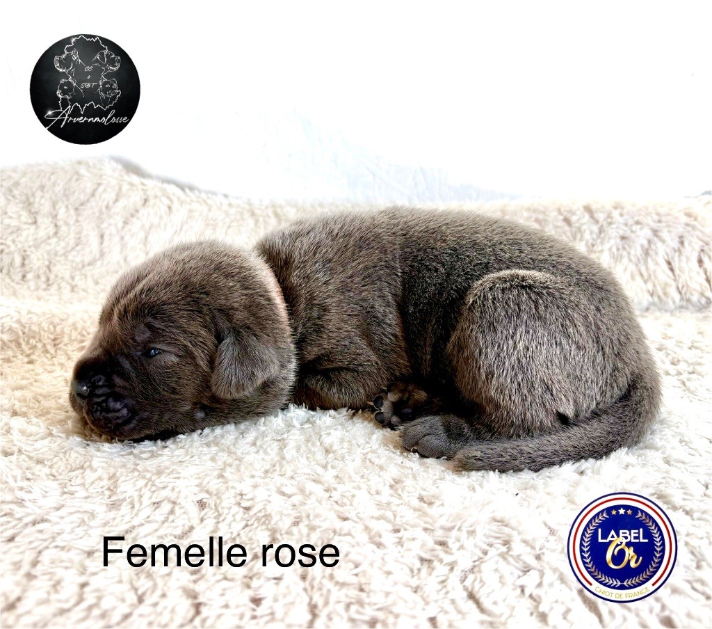 Arvernmolosse - Chiot disponible  - Cane Corso