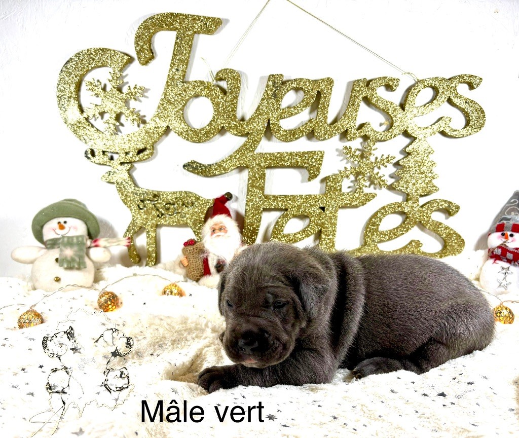 Arvernmolosse - Chiot disponible  - Cane Corso