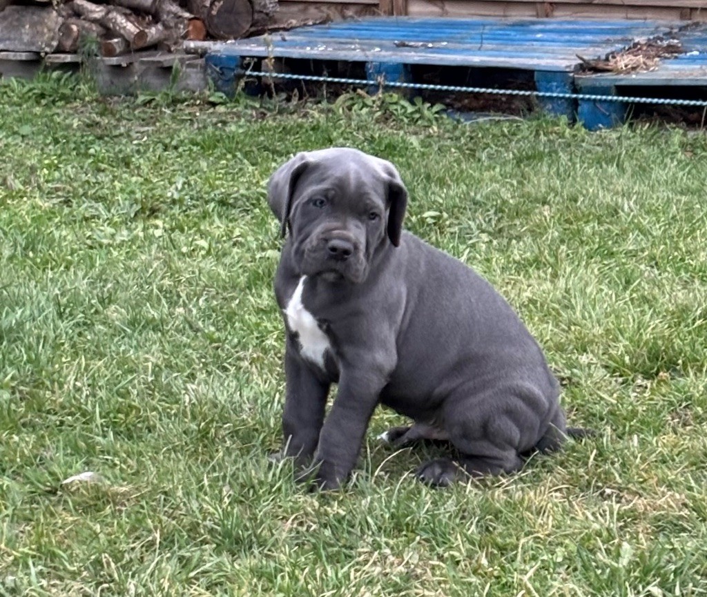 Arvernmolosse - Chiot disponible  - Cane Corso