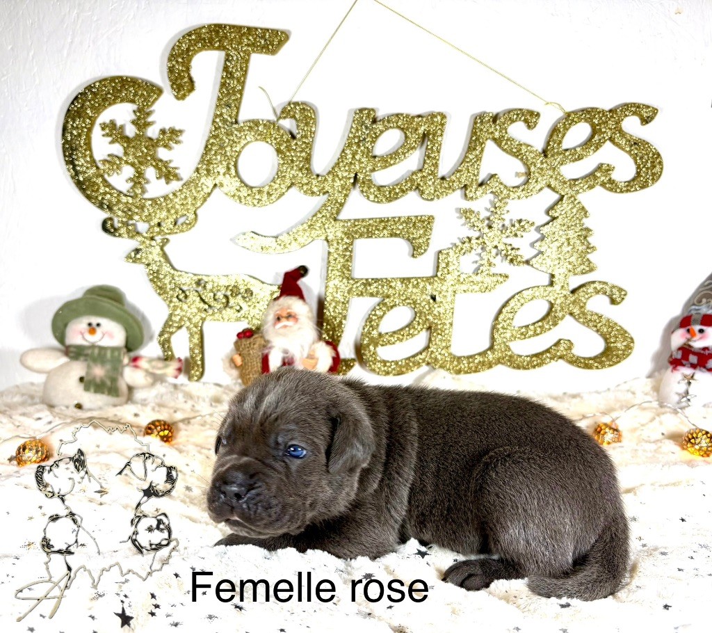 Arvernmolosse - Chiot disponible  - Cane Corso