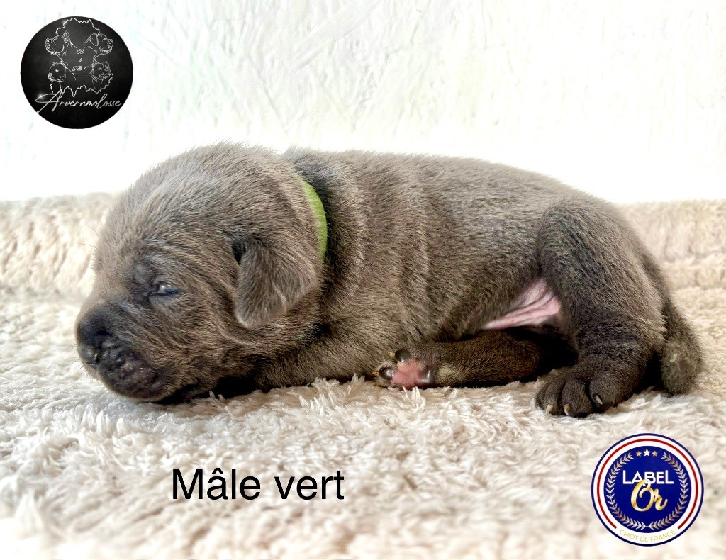 Arvernmolosse - Chiot disponible  - Cane Corso