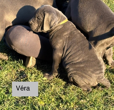 Véra 