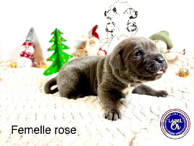 Femelle collier rose