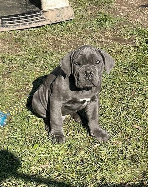 Arvernmolosse - Chiot disponible  - Cane Corso