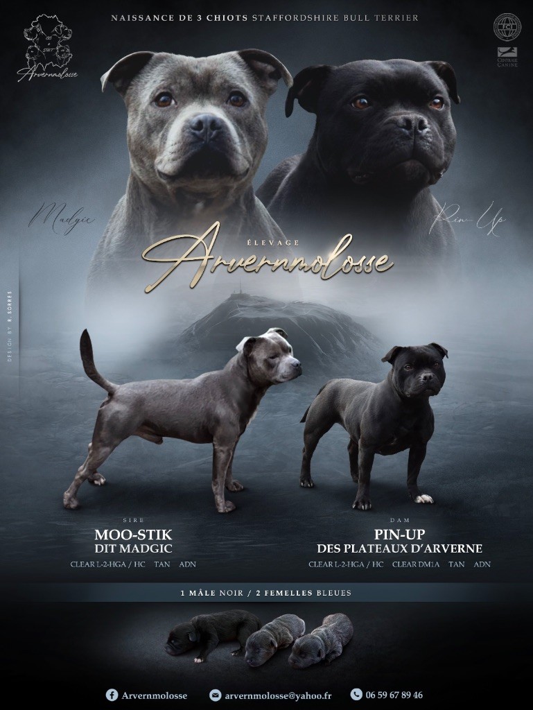 chiot Staffordshire Bull Terrier Arvernmolosse