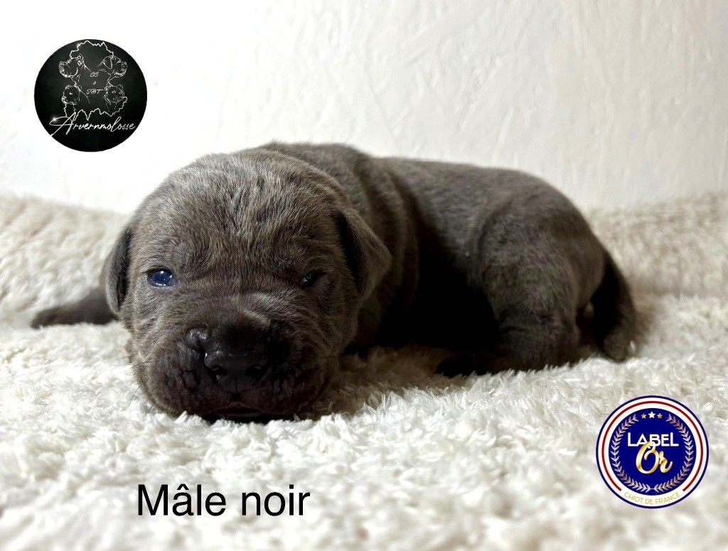 Arvernmolosse - Chiot disponible  - Cane Corso