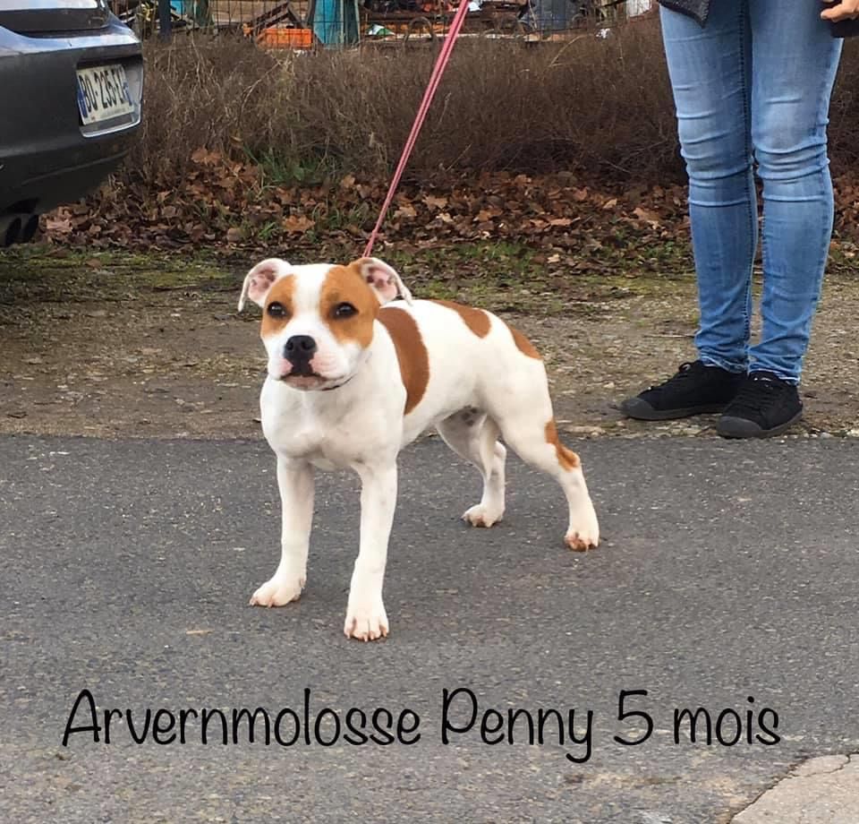 Arvernmolosse Penny