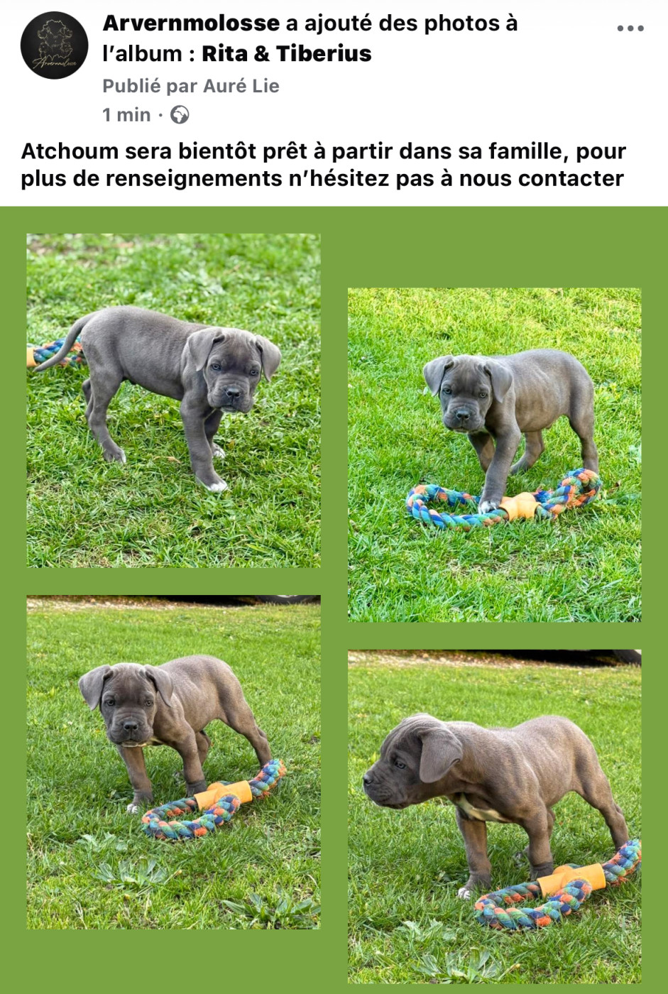 Atchoum recherche sa famille