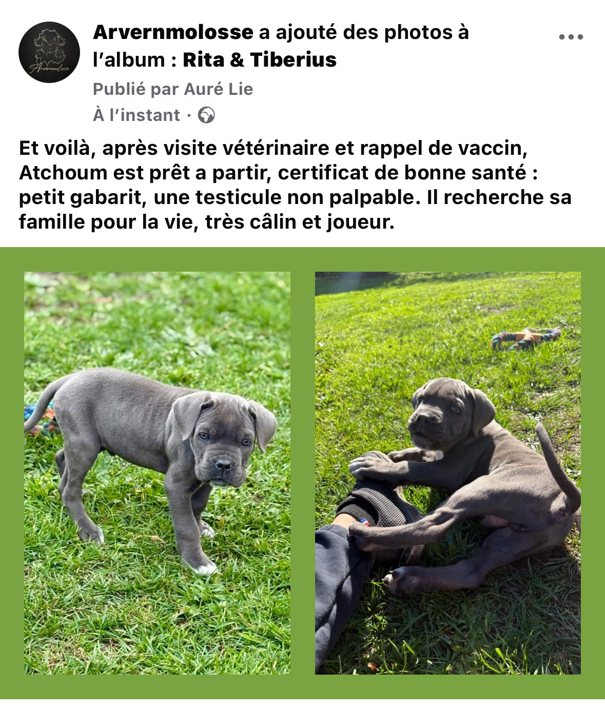 Arvernmolosse - Atchoum est prêt à rejoindre sa famille