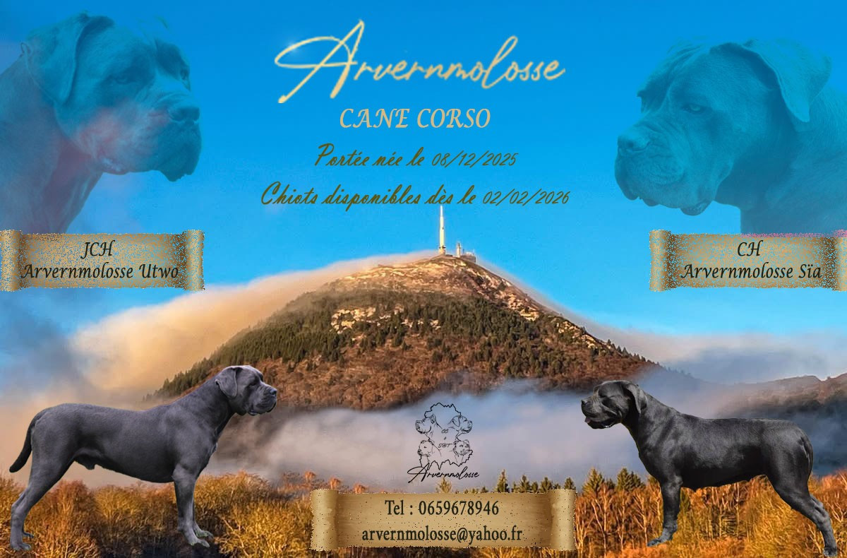 Mariage CH Arvernmolosse Sïa et JCH Arvernmolosse Utwo