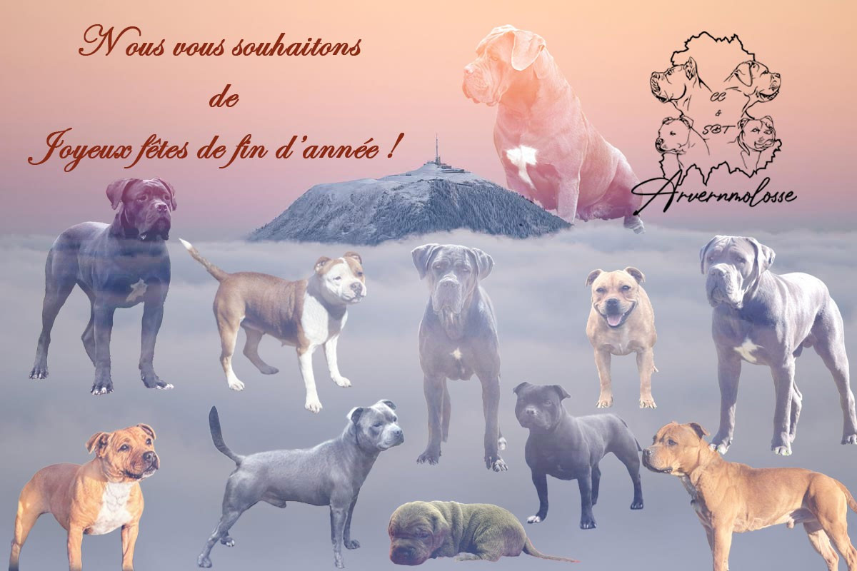 Nous vous souhaitons de joyeuses fêtes de fin d'année