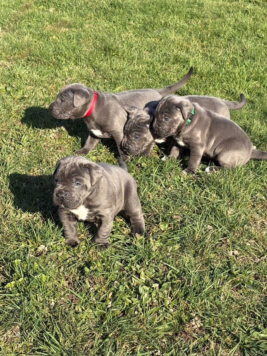 1ère sortie des bébés