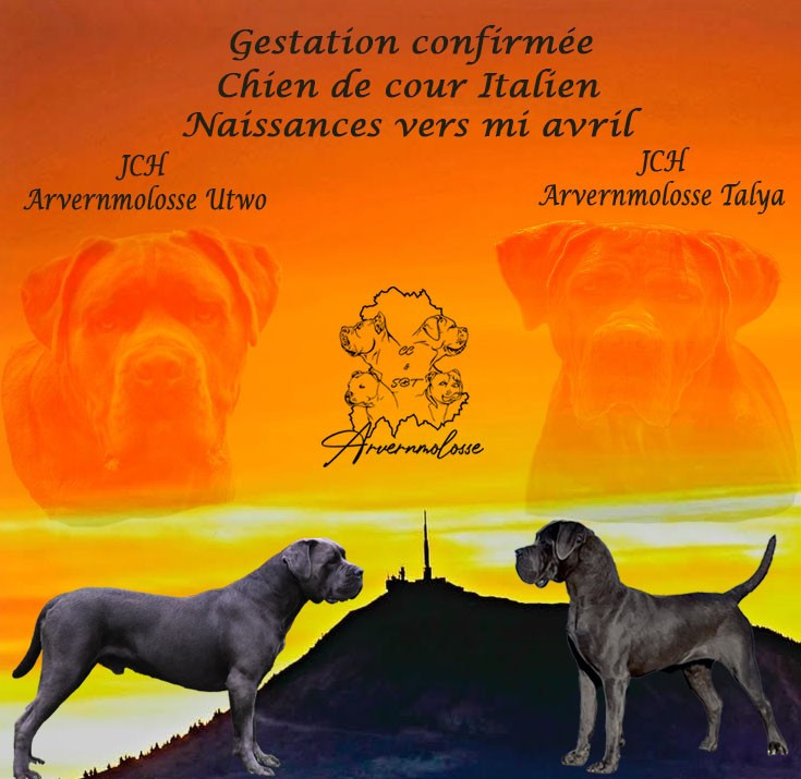 Gestation confirmée