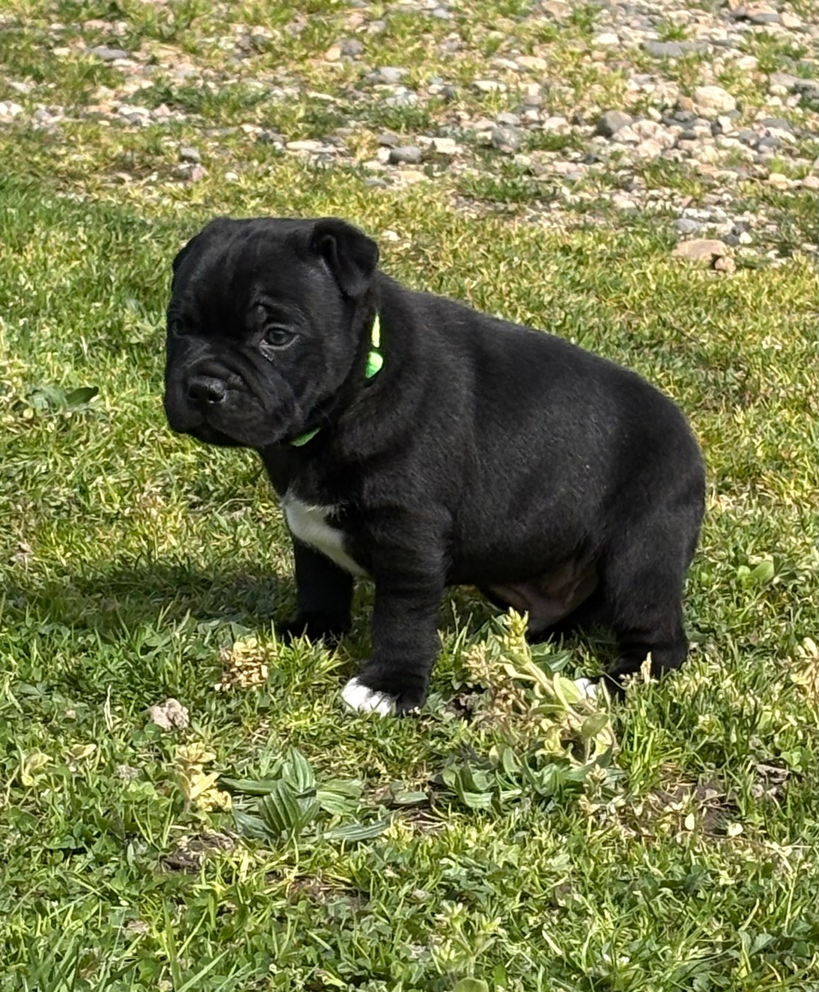 Dernier mâle disponible à la réservation