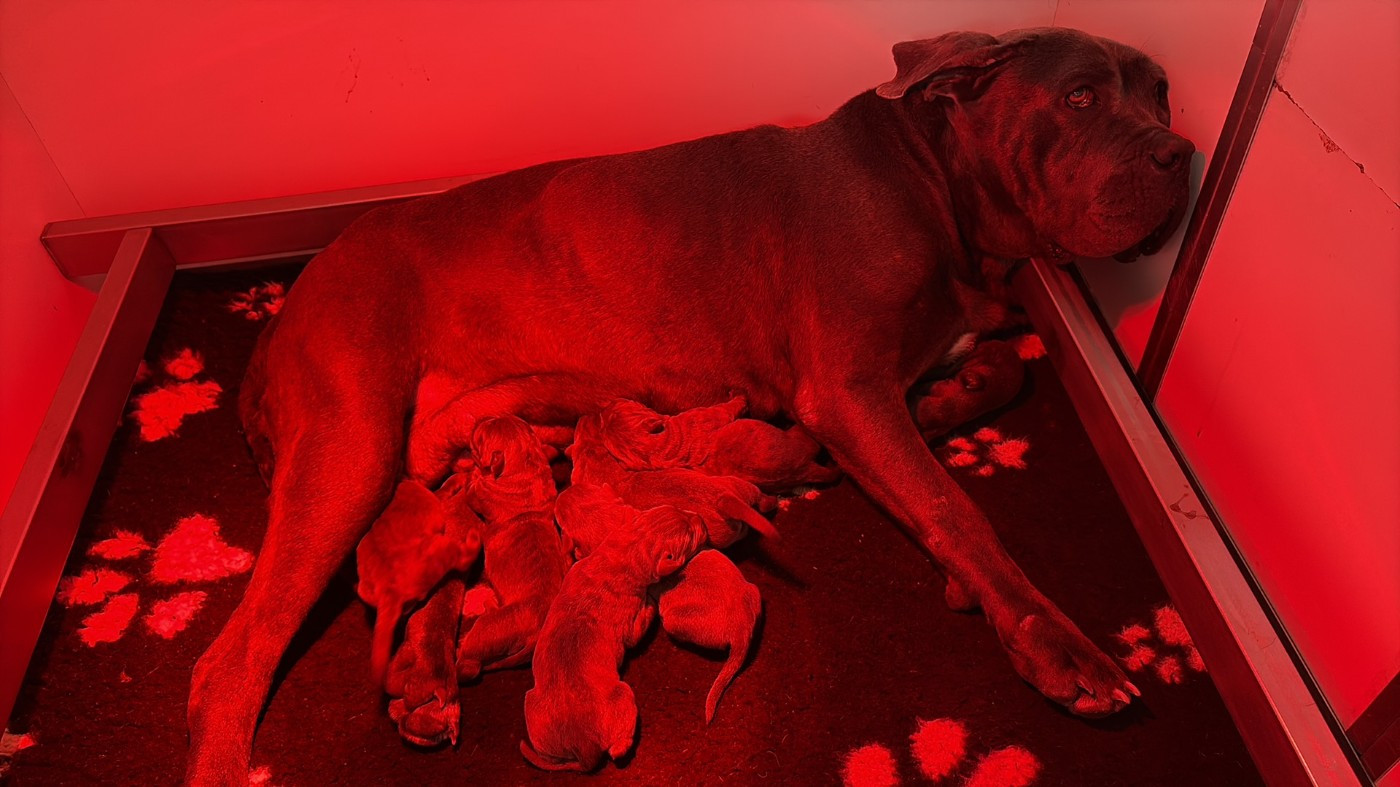 Les bébés sont nés, tout le monde va bien !