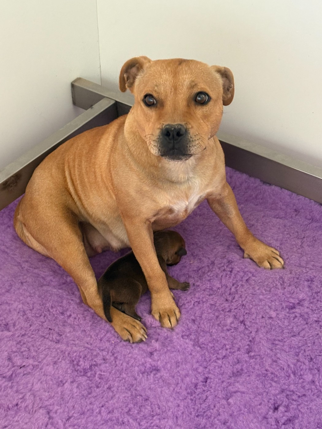 Végas et son bébé !