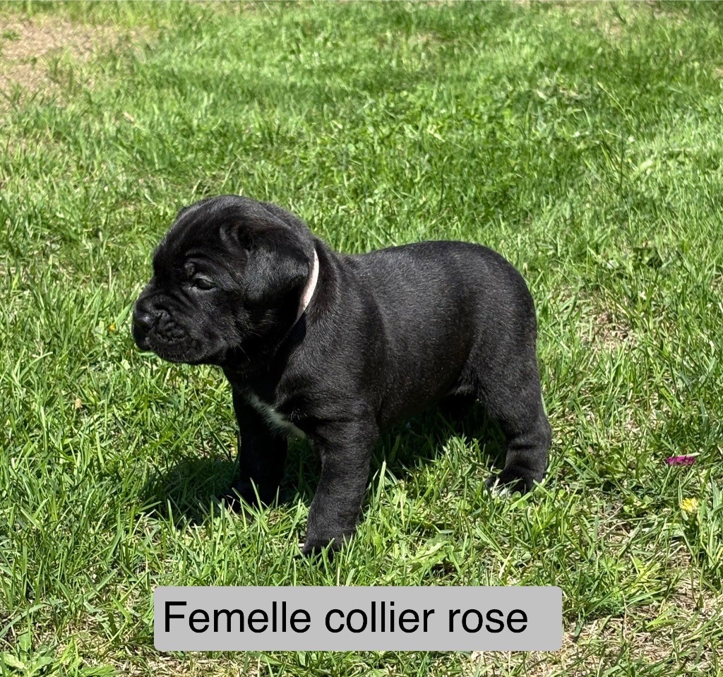 Femelle disponible 