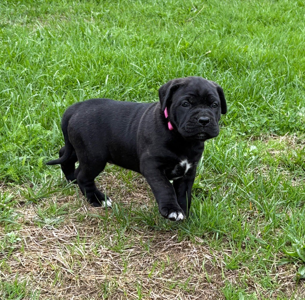 Arvernmolosse - Chiots disponibles - Cane Corso