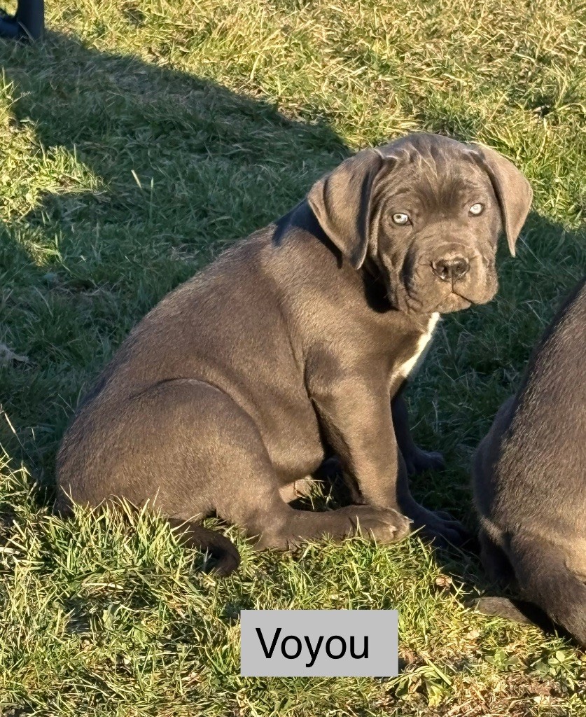 Arvernmolosse - Cane Corso - Portée née le 19/11/2024