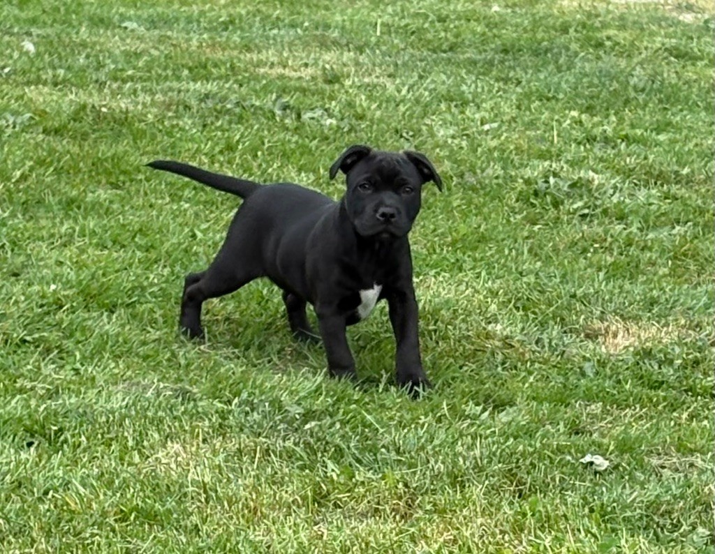 Arvernmolosse - Chiots disponibles - Staffordshire Bull Terrier