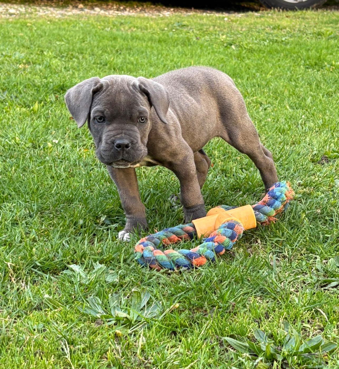 Arvernmolosse - Chiots disponibles - Cane Corso