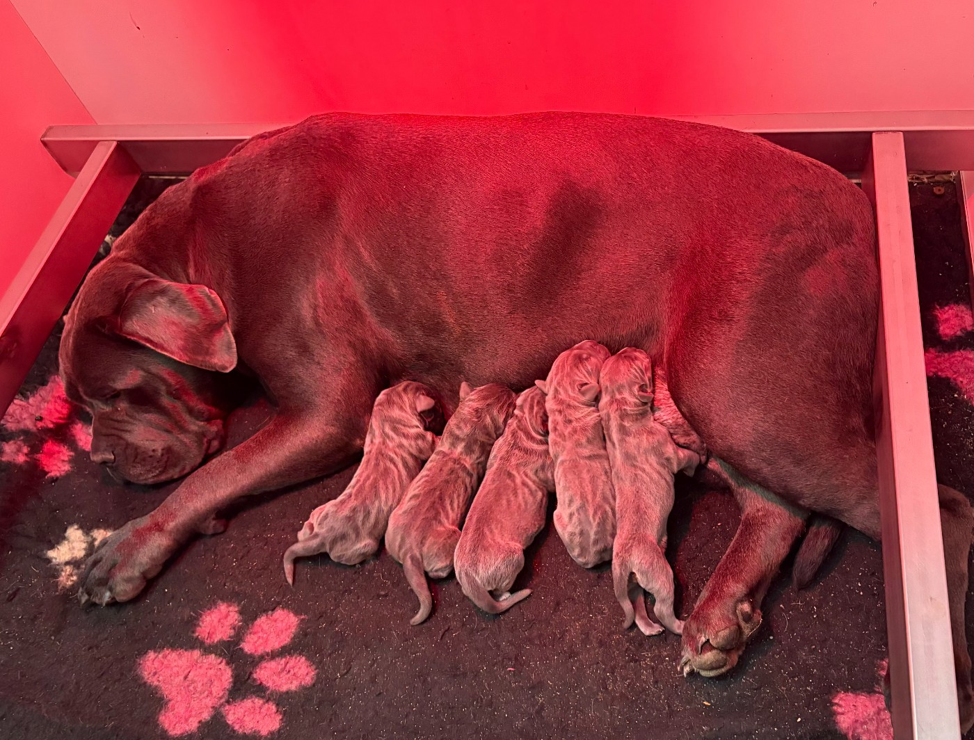 Chiot Cane Corso Arvernmolosse