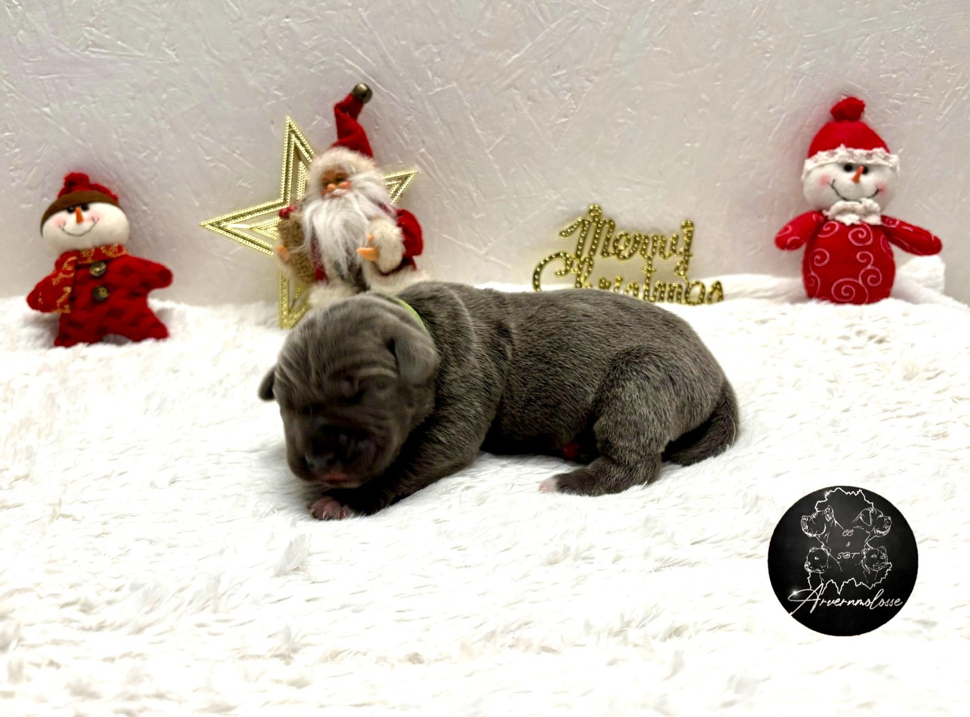 Arvernmolosse - Chiots disponibles - Cane Corso