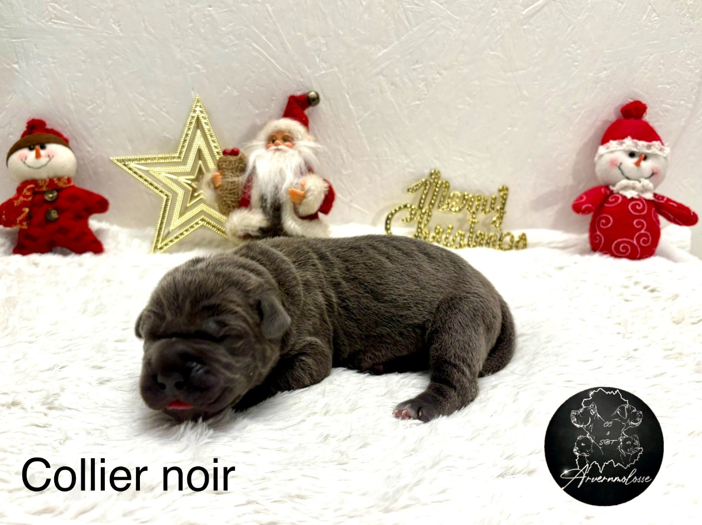 Arvernmolosse - Chiots disponibles - Cane Corso