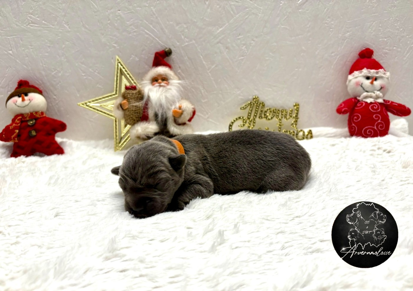 Arvernmolosse - Chiots disponibles - Cane Corso