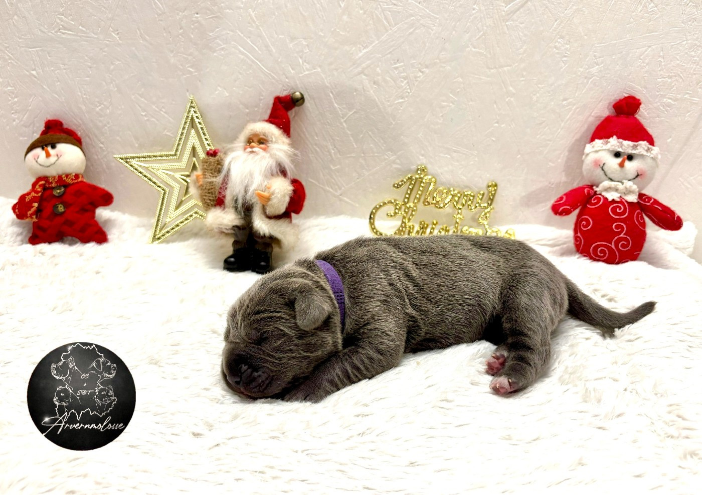 Arvernmolosse - Chiots disponibles - Cane Corso