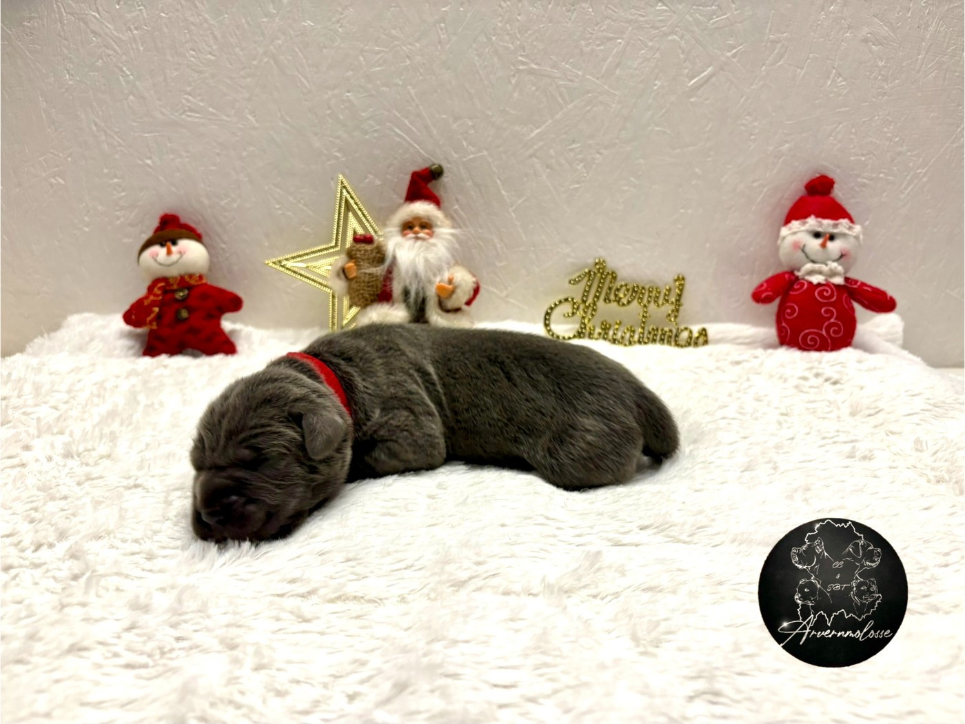 Arvernmolosse - Chiots disponibles - Cane Corso