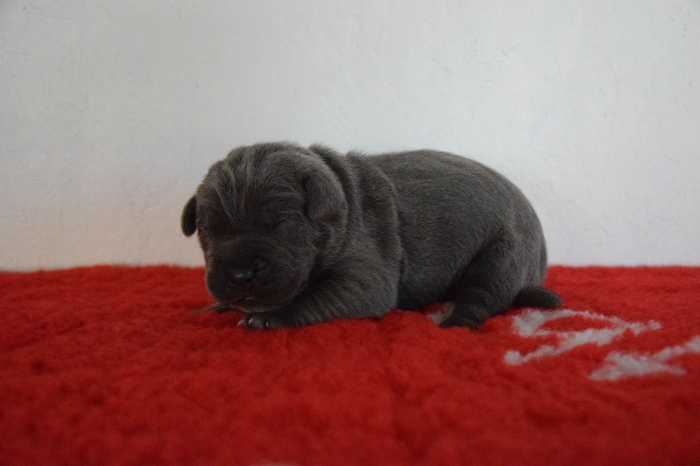 Arvernmolosse - Chiots disponibles - Cane Corso