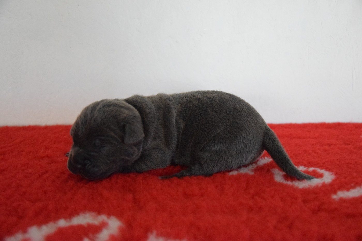 Arvernmolosse - Chiots disponibles - Cane Corso