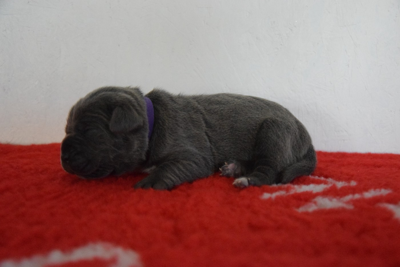 Arvernmolosse - Chiots disponibles - Cane Corso