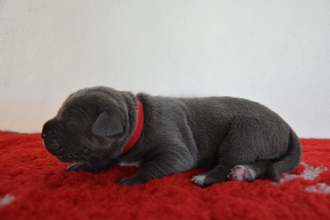 Arvernmolosse - Chiots disponibles - Cane Corso