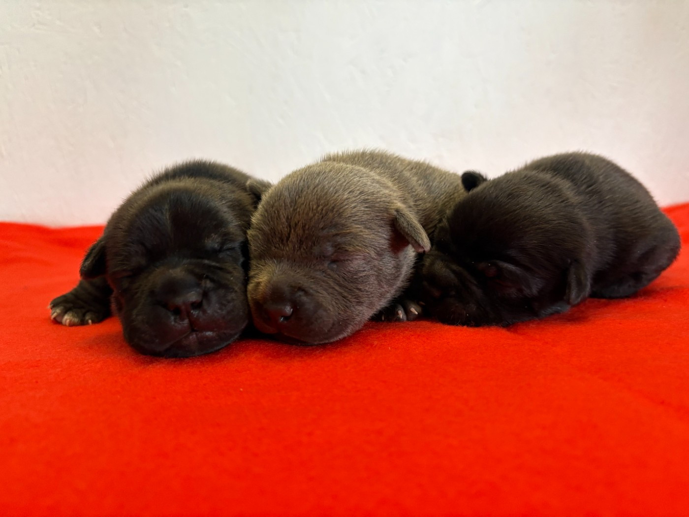 Chiot Staffordshire Bull Terrier Arvernmolosse