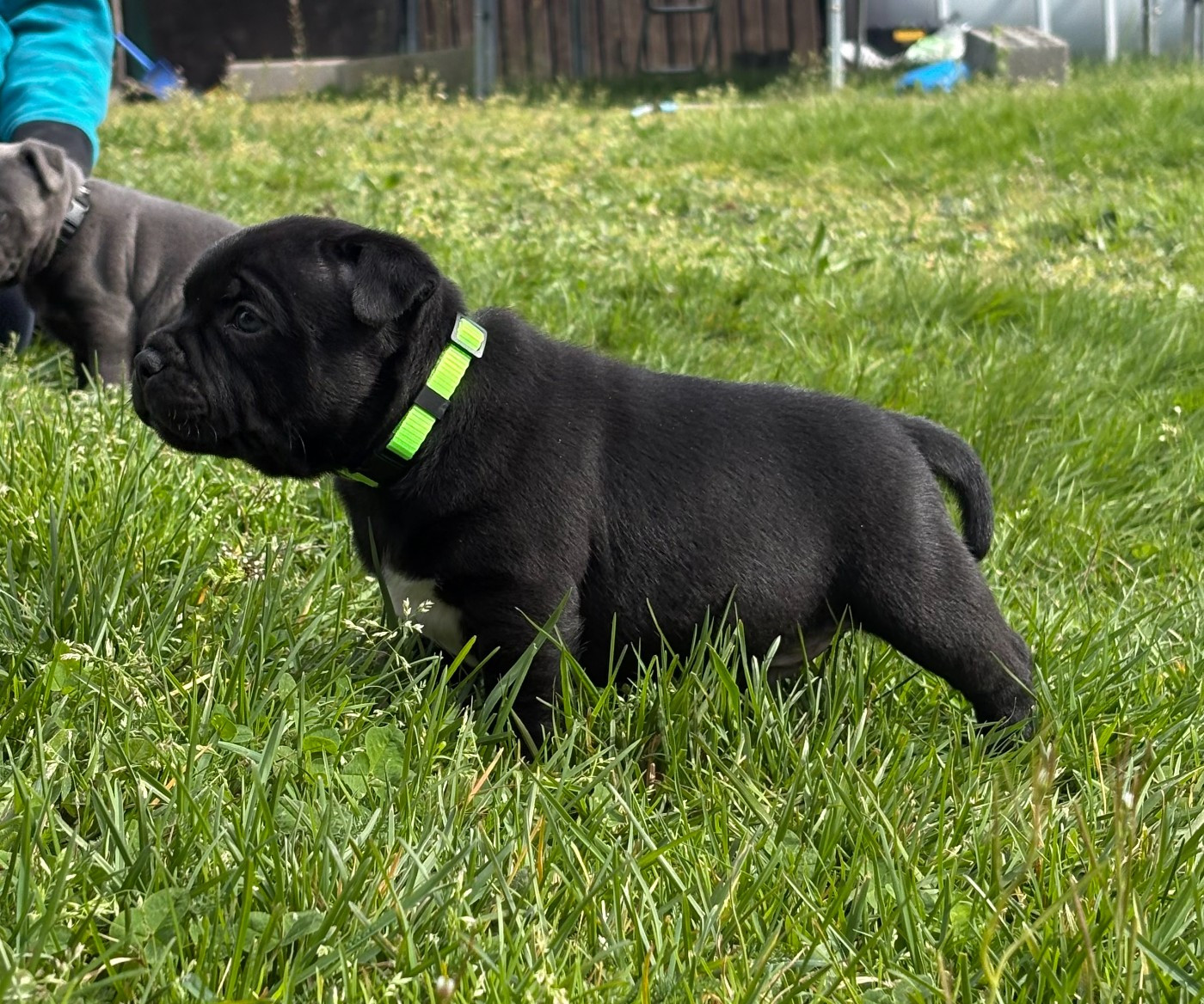 Arvernmolosse - Chiots disponibles - Staffordshire Bull Terrier