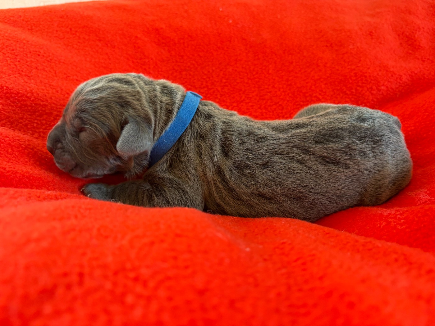 Arvernmolosse - Chiots disponibles - Cane Corso