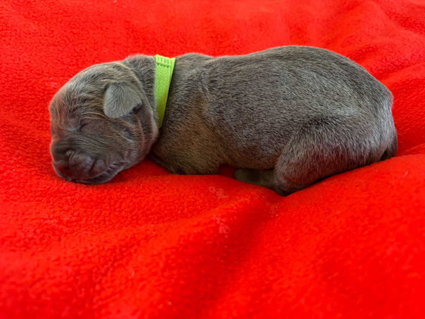 Arvernmolosse - Chiots disponibles - Cane Corso