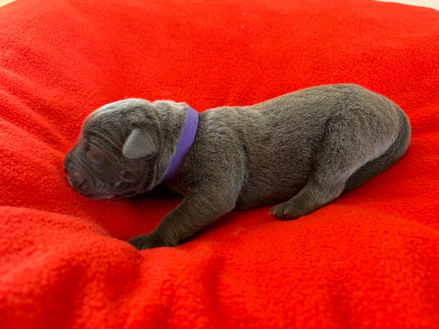 Arvernmolosse - Chiots disponibles - Cane Corso