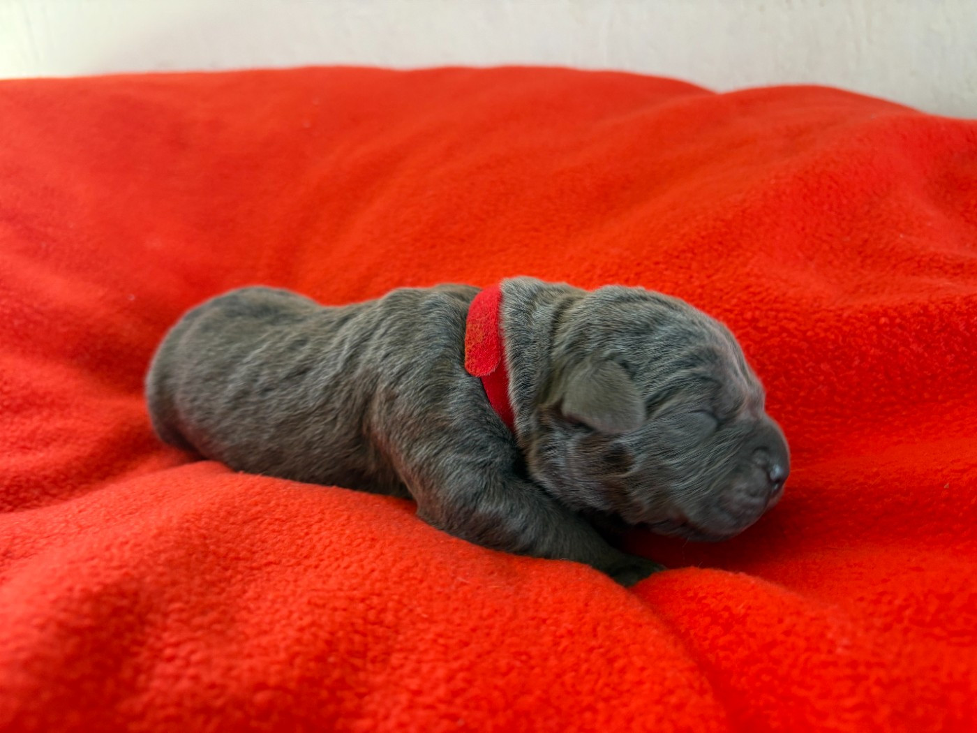 Arvernmolosse - Chiots disponibles - Cane Corso