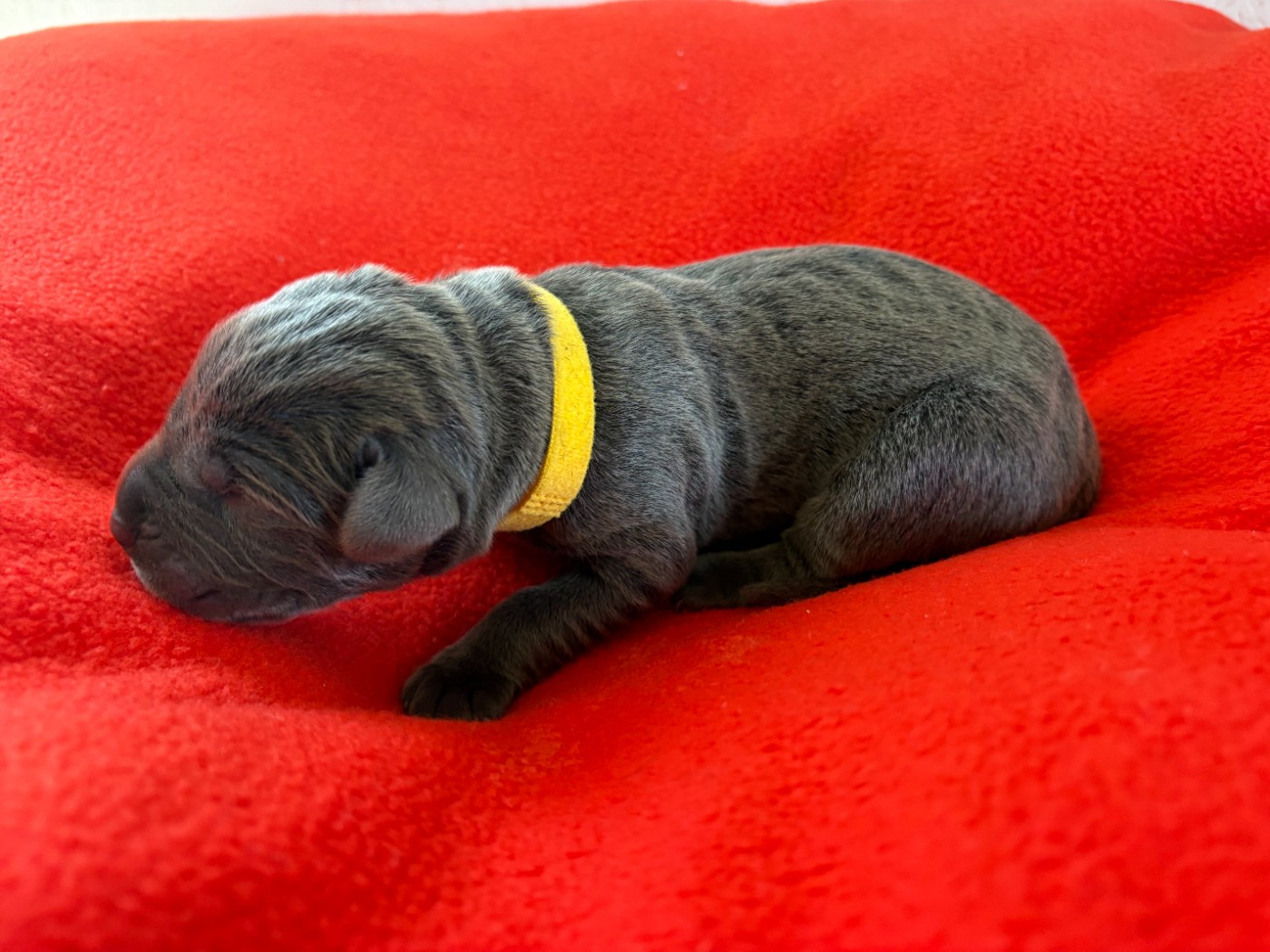 Arvernmolosse - Chiots disponibles - Cane Corso