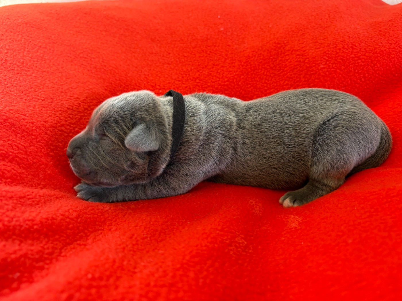 Arvernmolosse - Chiots disponibles - Cane Corso
