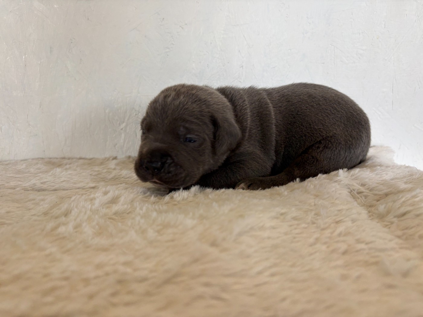 Arvernmolosse - Chiots disponibles - Cane Corso